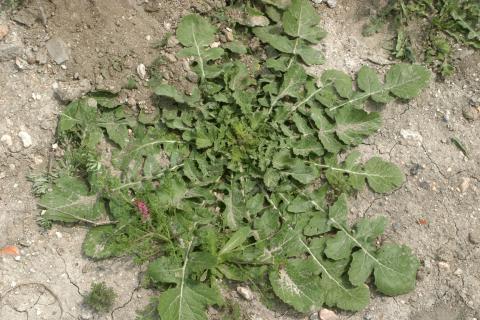 image Diente de león (Taraxacum sp)