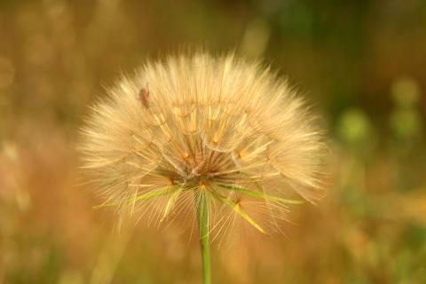 image Diente de león - Frutos y semillas (Tragopogon dubius)