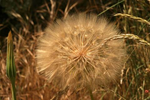 image Diente de león - Frutos y semillas (Tragopogon dubius)