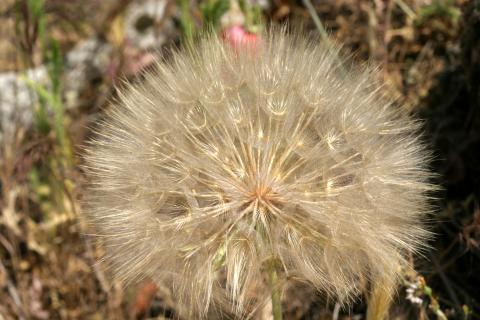 image Diente de león - Frutos y semillas (Tragopogon dubius)
