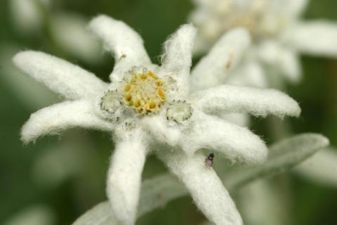 image Edelweiss o Flor de nieve (Leontopodium alpinum)
