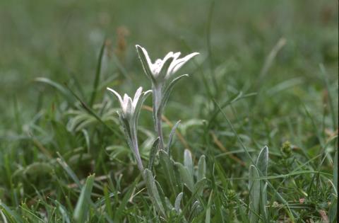 image Edelweiss o Flor de nieve (Leontopodium alpinum)