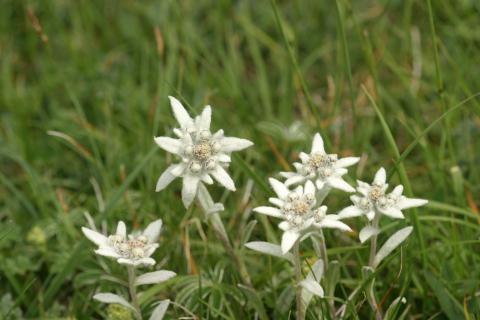 image Edelweiss o Flor de nieve (Leontopodium alpinum)
