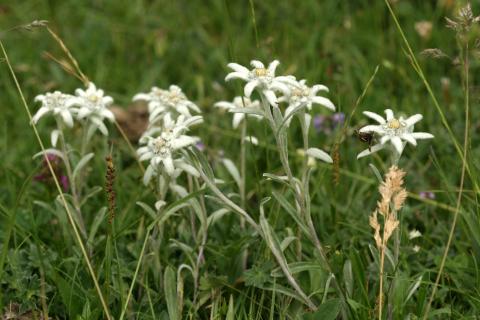 image Edelweiss o Flor de nieve (Leontopodium alpinum)