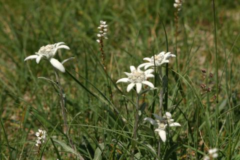image Edelweiss o Flor de nieve (Leontopodium alpinum)