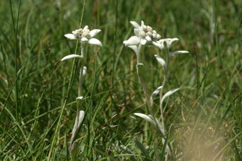 image Edelweiss o Flor de nieve (Leontopodium alpinum)