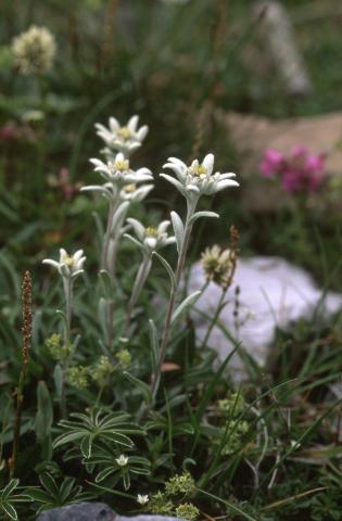 image Edelweiss o Flor de nieve (Leontopodium alpinum)