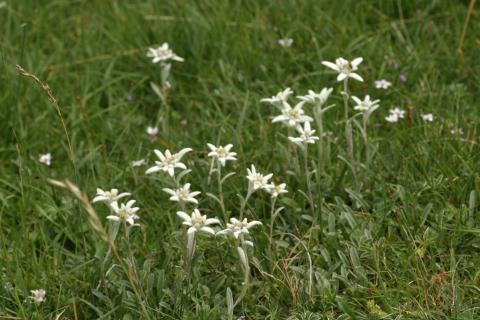 image Edelweiss o Flor de nieve (Leontopodium alpinum)