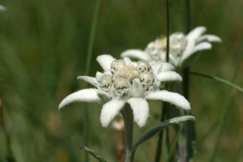 image Edelweiss o Flor de nieve - Flor (Leontopodium alpinum)