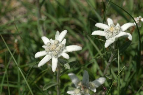 image Edelweiss o Flor de nieve (Leontopodium alpinum)