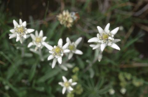 image Edelweiss o Flor de nieve (Leontopodium alpinum)