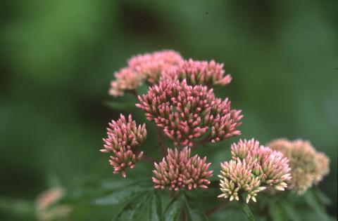 image Eupatorio o Canabina (Eupatorium cannabinum)