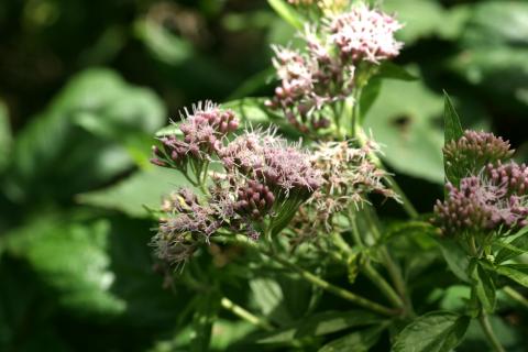 image Eupatorio o Canabina (Eupatorium cannabinum)