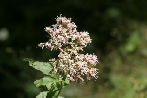 image Eupatorio o Canabina (Eupatorium cannabinum)