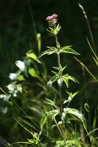 image Eupatorio o Canabina (Eupatorium cannabinum)