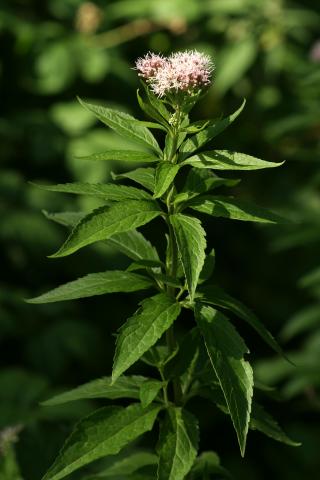 image Eupatorio o Canabina (Eupatorium cannabinum)