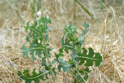 image Lechuguilla (Lactuca serriola)