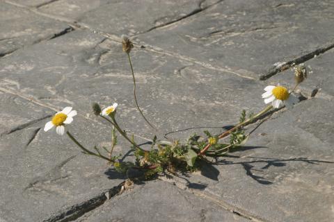image Margarita (Anthemis sp.)