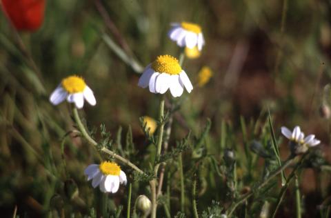 image Manzanilla bastarda o Magarza (Anthemis arvensis)