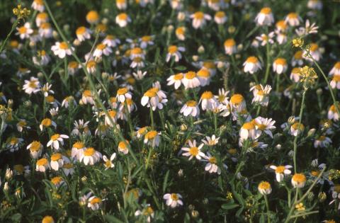 image Manzanilla bastarda o Magarza (Anthemis arvensis)