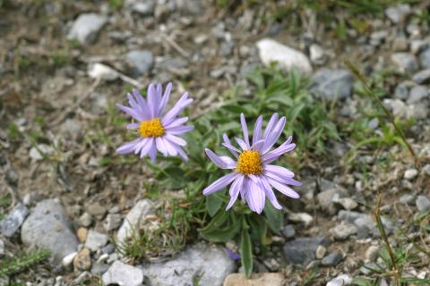 image Manzanilla de pastor (Aster alpinus)