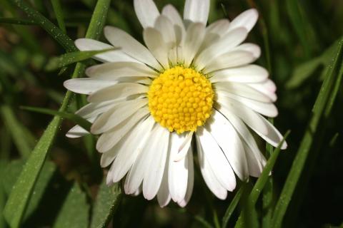 image Margarita (Bellis perennis)