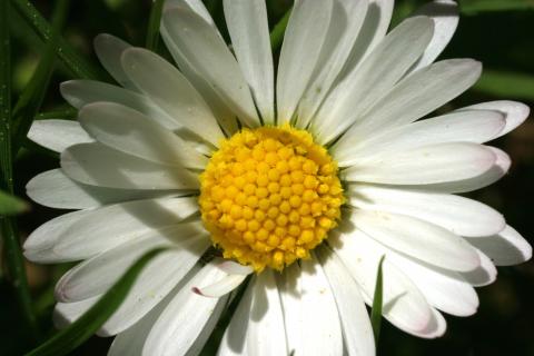 image Margarita (Bellis perennis)