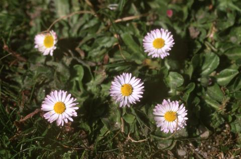 image Margarita (Bellis perennis)