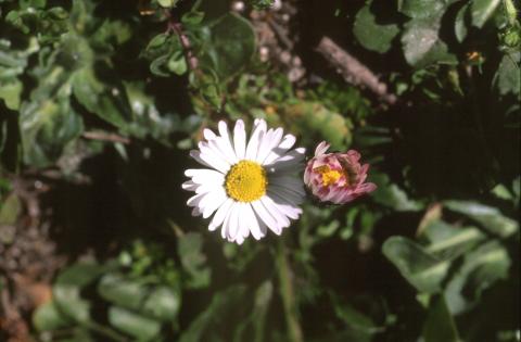 image Margarita (Bellis perennis)