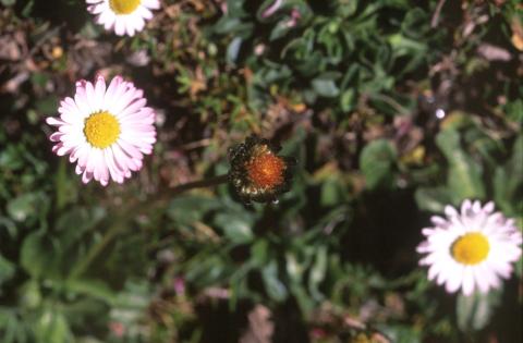 image Margarita (Bellis perennis)