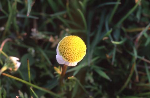 image Margarita (Bellis perennis)