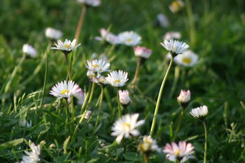 image Margarita (Bellis perennis)