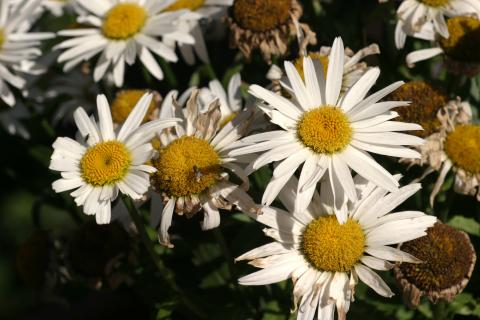 image Margarita mayor (Leucanthemum vulgare)