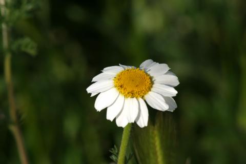 image Manzanilla (Matricaria chamomilla)