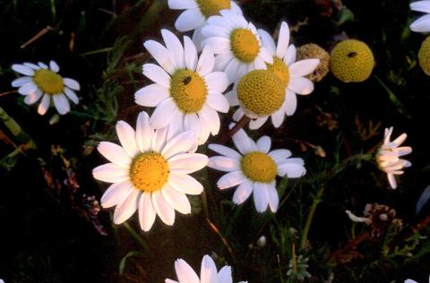 image Manzanilla (Matricaria chamomilla)