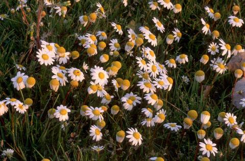image Manzanilla (Matricaria chamomilla)
