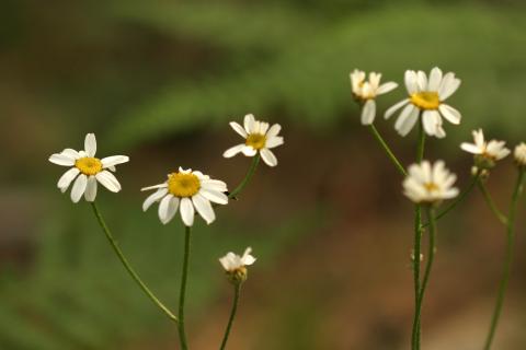 image Margarita de ramas altas (Tanacetum corymbosum)