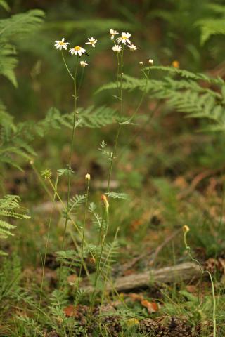 image Margarita de ramas altas (Tanacetum corymbosum)