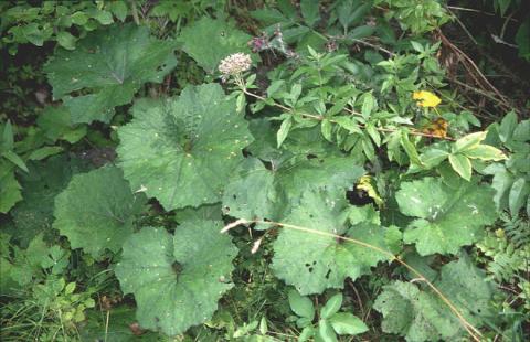 image Petasites (Petasites albus)