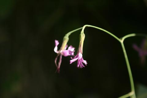 image Prenanthes purpurea