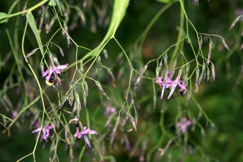 image Prenanthes purpurea