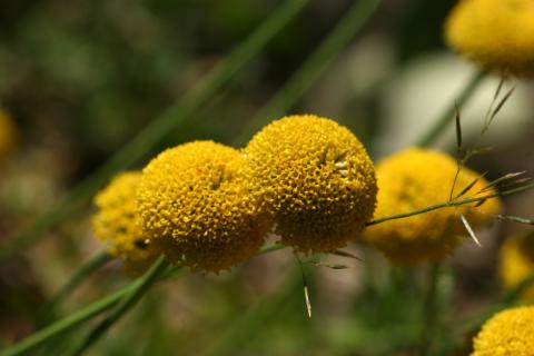 image Botonera o Santolina (Santolina rosmarinifolia)