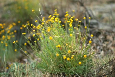 image Botonera o Santolina (Santolina rosmarinifolia)