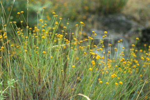 image Botonera o Santolina (Santolina rosmarinifolia)
