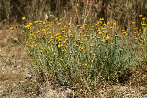 image Botonera o Santolina (Santolina rosmarinifolia)
