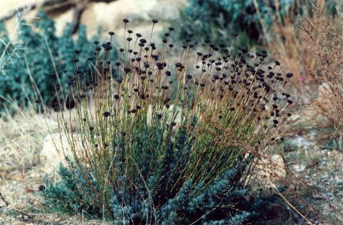 image Botonera o Santolina (Santolina rosmarinifolia)