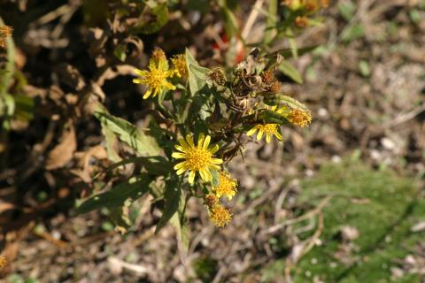 image Olivarda o Hierba pulguera (Dittrichia viscosa)