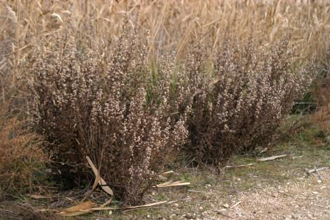 image Olivarda o Hierba pulguera (Dittrichia viscosa)