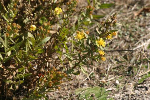 image Olivarda o Hierba pulguera (Dittrichia viscosa)