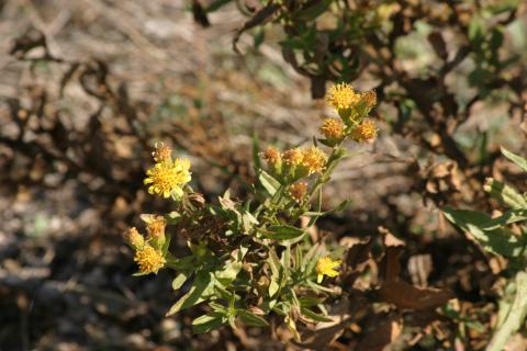 image Olivarda o Hierba pulguera (Dittrichia viscosa)